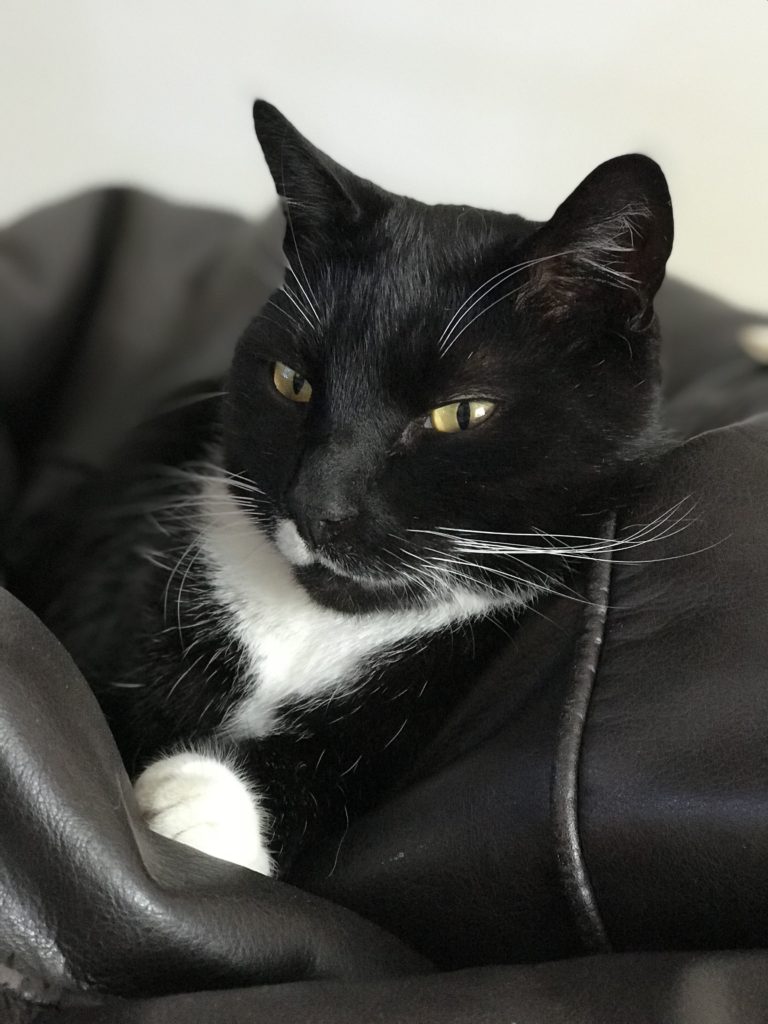 Our cat Figaro, chilling on his favourite bean bag. 